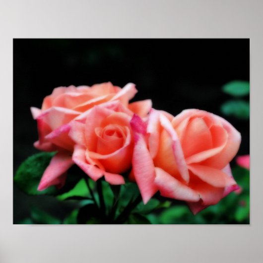 Poster Rose Trio Flower (Devant)