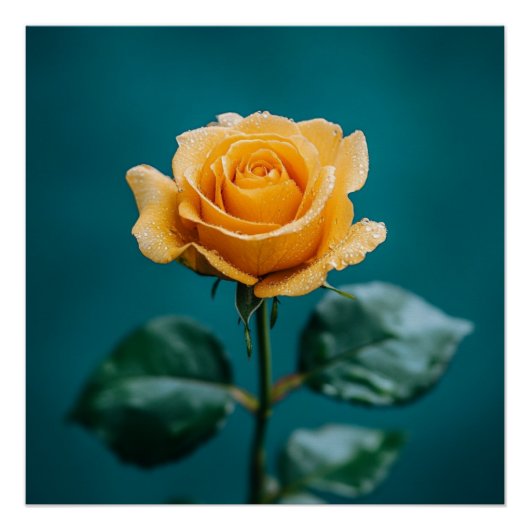 Poster Rose unique (Devant)