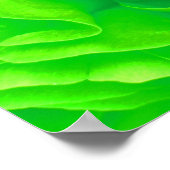 Poster Rose vert (Coin)