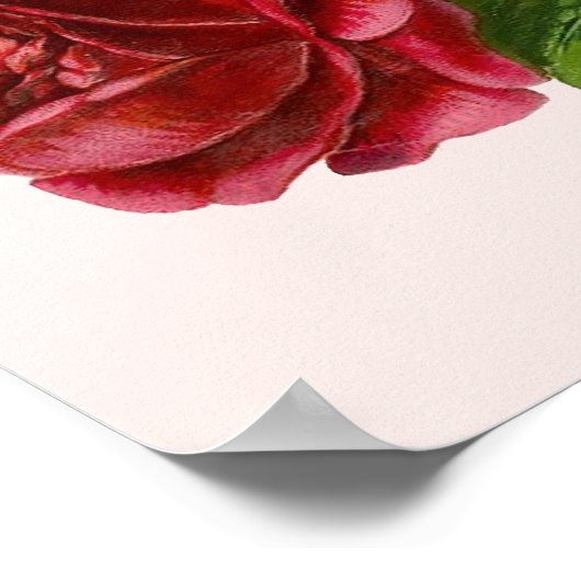 Poster Rose victorien (Coin)