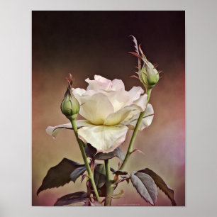 Poster Rose Vieux Monde Portrait Photographie Art Imprime