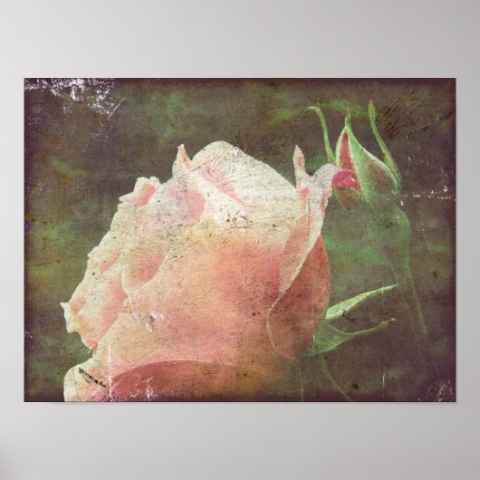 Poster Rose vintage (Devant)