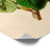 Poster Rose vintage (Coin)