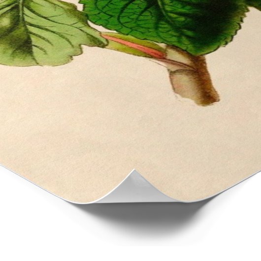 Poster Rose vintage (Coin)