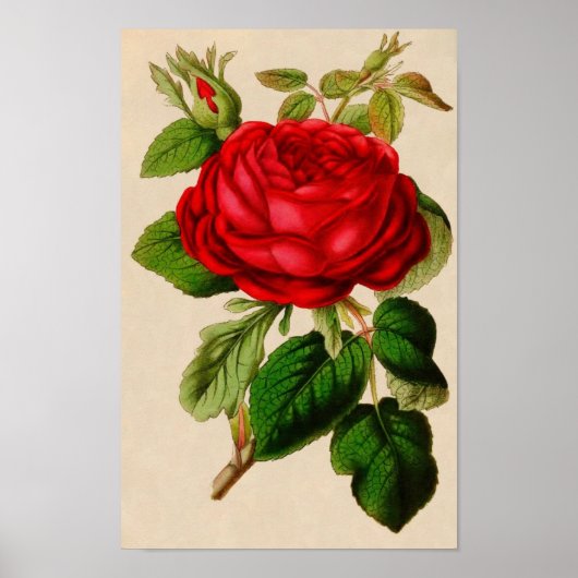 Poster Rose vintage (Devant)
