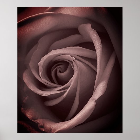 Poster Rose vintage (Devant)