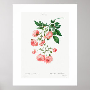 POSTER ROSE vintage EN BOTANIQUE