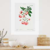POSTER ROSE vintage EN BOTANIQUE (Cuisine)