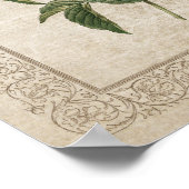 Poster Rose vintage I Botanique (Coin)