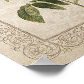 Poster Rose vintage II Botanique (Coin)