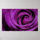 Poster Rose violet (Devant)