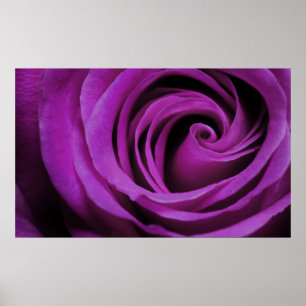 Poster Rose violet