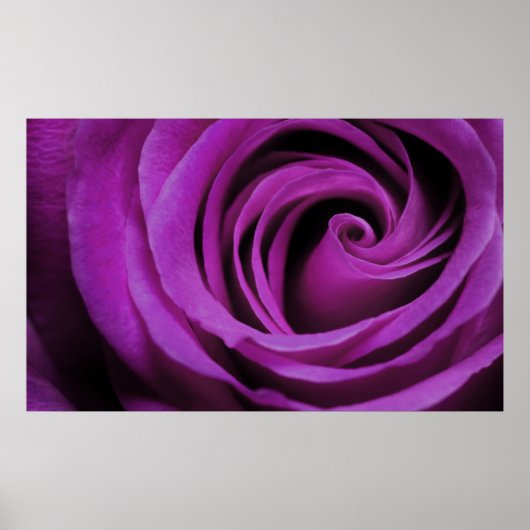 Poster Rose violet (Devant)
