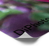 Poster Rose violet (Coin)
