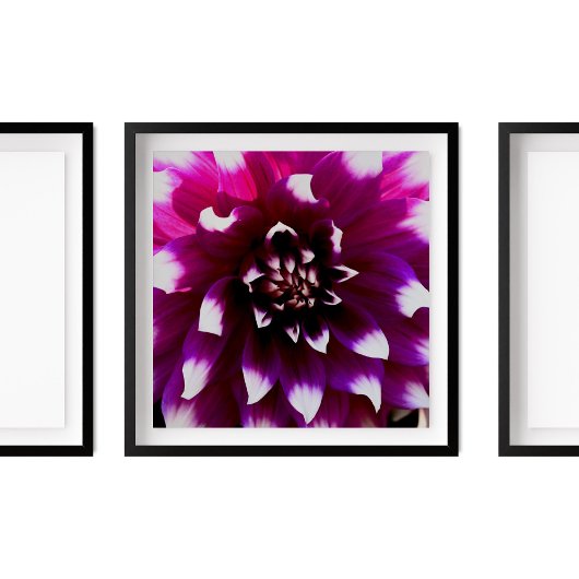 Poster Rose violet Dahlia photo