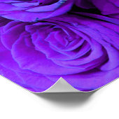 Poster Rose violet, fleurs violettes violettes (Coin)