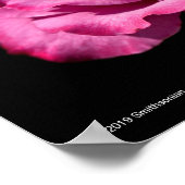 Poster Rose Visage Angel Haut (Coin)