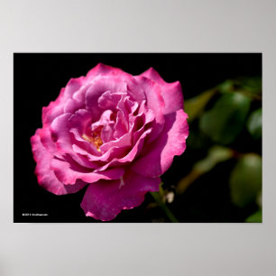 Poster Rose Visage Angel Haut