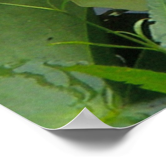 Poster Rose Water Lily (Coin)