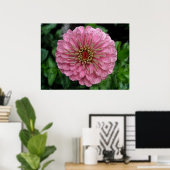 Poster rose Zinnia (Bureau à domicile)