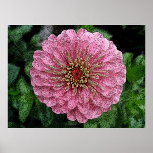Poster rose Zinnia (Devant)