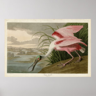 Poster Roseate Spoonbill from Audubon's Birds of America