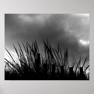 Poster Roseau des sables