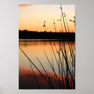 Poster Roseaux et reflets au bord du lac au coucher du so