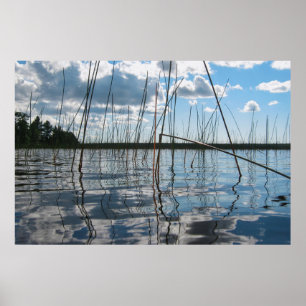 Poster Roseaux et reflets sur le lac Rice
