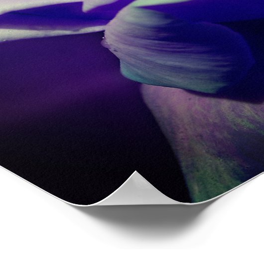 Poster Rosebud pourpre (Coin)