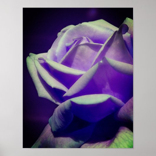 Poster Rosebud pourpre (Devant)