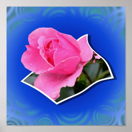 Poster Rosebud Rose Fleurit De L'Art Des Limites (Devant)