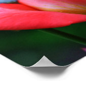 Poster Rosebud Rose Intense Et Arroses (Coin)