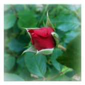 Poster rosebud rouge (Devant)