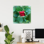 Poster rosebud rouge (Bureau à domicile)