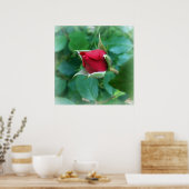 Poster rosebud rouge (Cuisine)