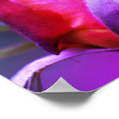 Poster Rosebud rouge fermer la teinte de couleur (Coin)