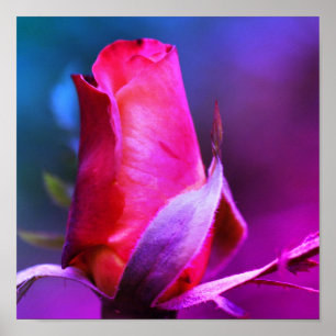 Poster Rosebud rouge fermer la teinte de couleur