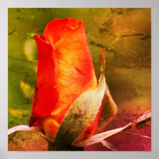 Poster Rosebud rouge Gros plan (Devant)