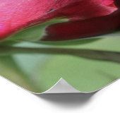 Poster Rosebud rouge pliant (Coin)