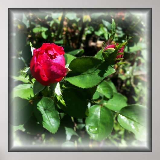 Poster rosebules (Devant)