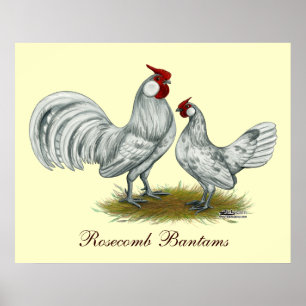 Poster Rosecomb Splash Bantams