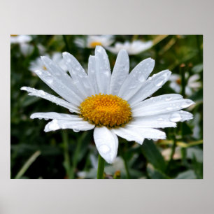 Poster Rosée du matin sur une marguerite