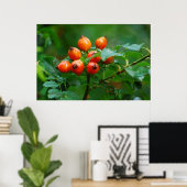 Poster Rosehip après la pluie (Bureau à domicile)