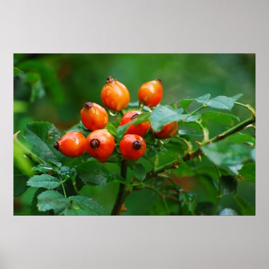 Poster Rosehip après la pluie (Devant)