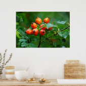 Poster Rosehip après la pluie (Cuisine)
