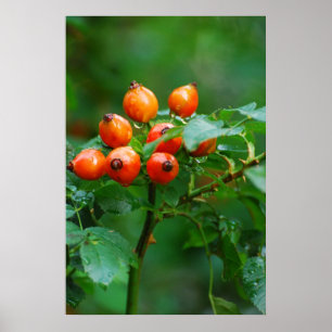 Poster Rosehip après la pluie
