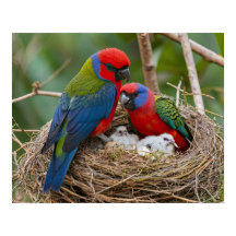 Rosella