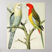 Poster Rosella Parrakeets (Devant)
