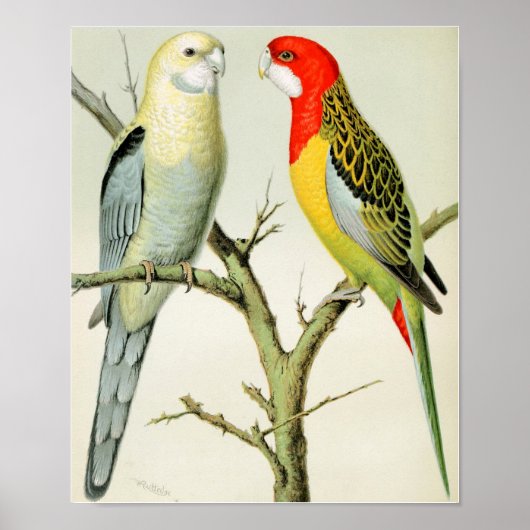 Poster Rosella Parrakeets (Devant)